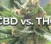 thc vs cbd