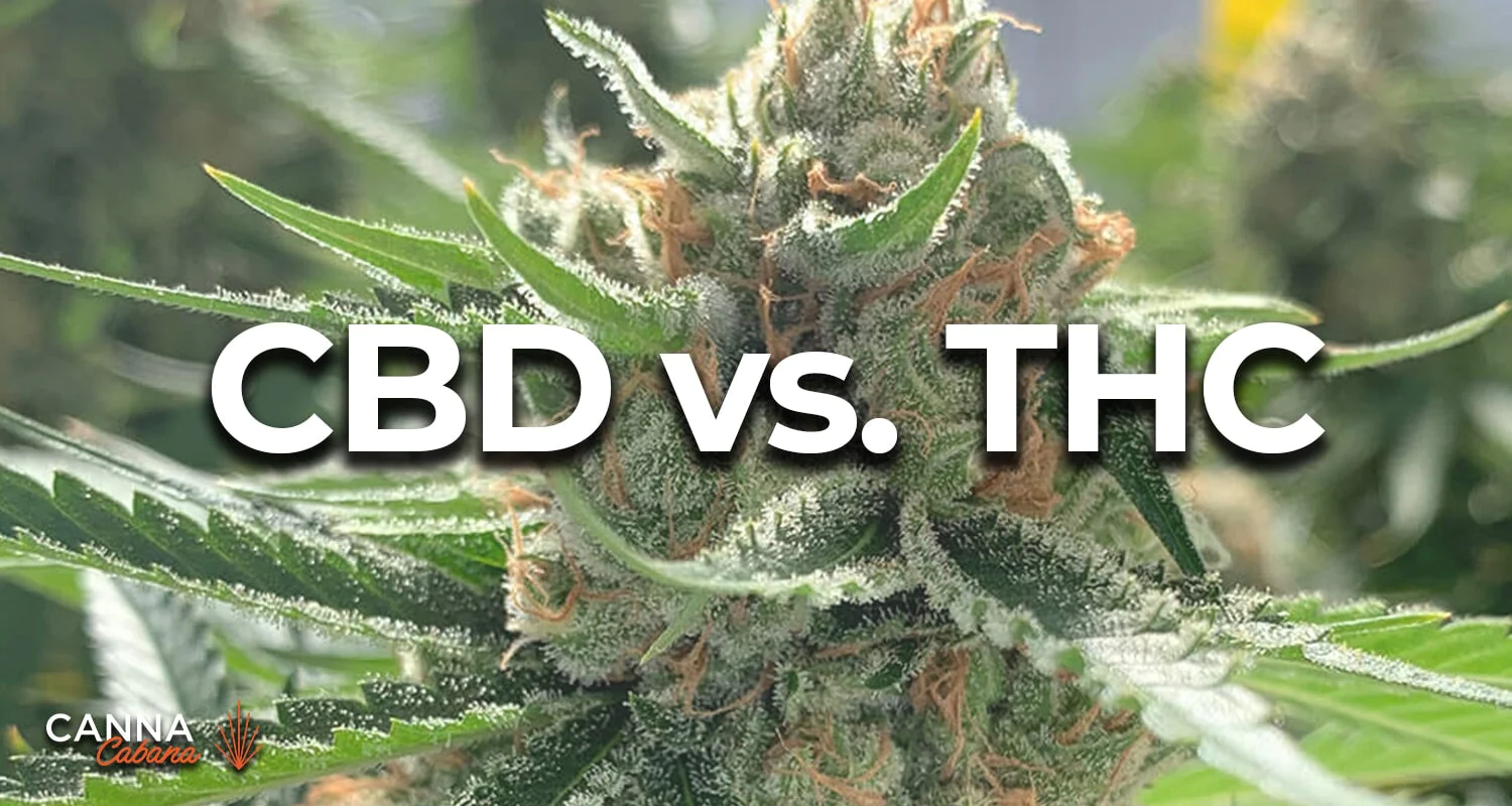 thc vs cbd